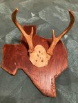 Texas Deer Horns.jpg