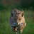 Bobcat2